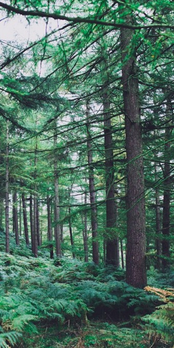 Big Green Tree
