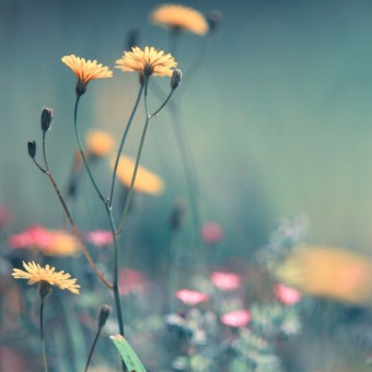 West Wind Flora